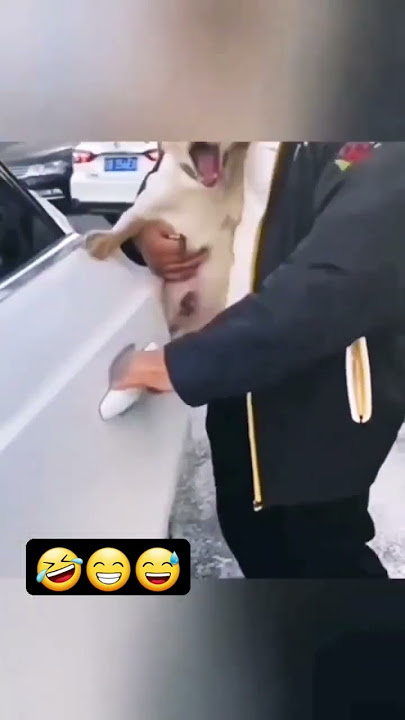 Kasihan si Anjing kejepit π