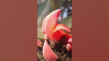 Butea monosperma(Fabaceae family) #nature #forest  #forests #flowers #gardening #garden #trending