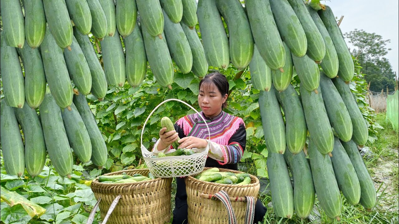 Single mother: Harvesting cucumbers to sell - Ly Tien Ca - YouTube