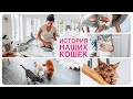 🐱🦁🐯Как у нас появились кошки | Мотивация на глажку