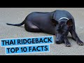 Thai Ridgeback - TOP 10 Interesting Facts の動画、YouTube動画。