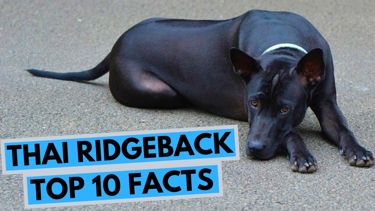 Thai Ridgeback - TOP 10 Interesting Facts