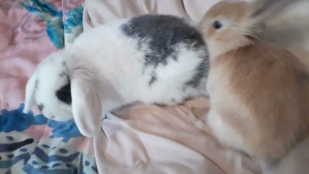 Weekly Bunny Update - Who To Keep Is Always a Struggle