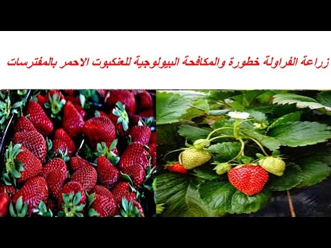 زراعة الفراولة خطورة والمكافحة البيولوجية للعنكبوت الاحمر بالمفترسات