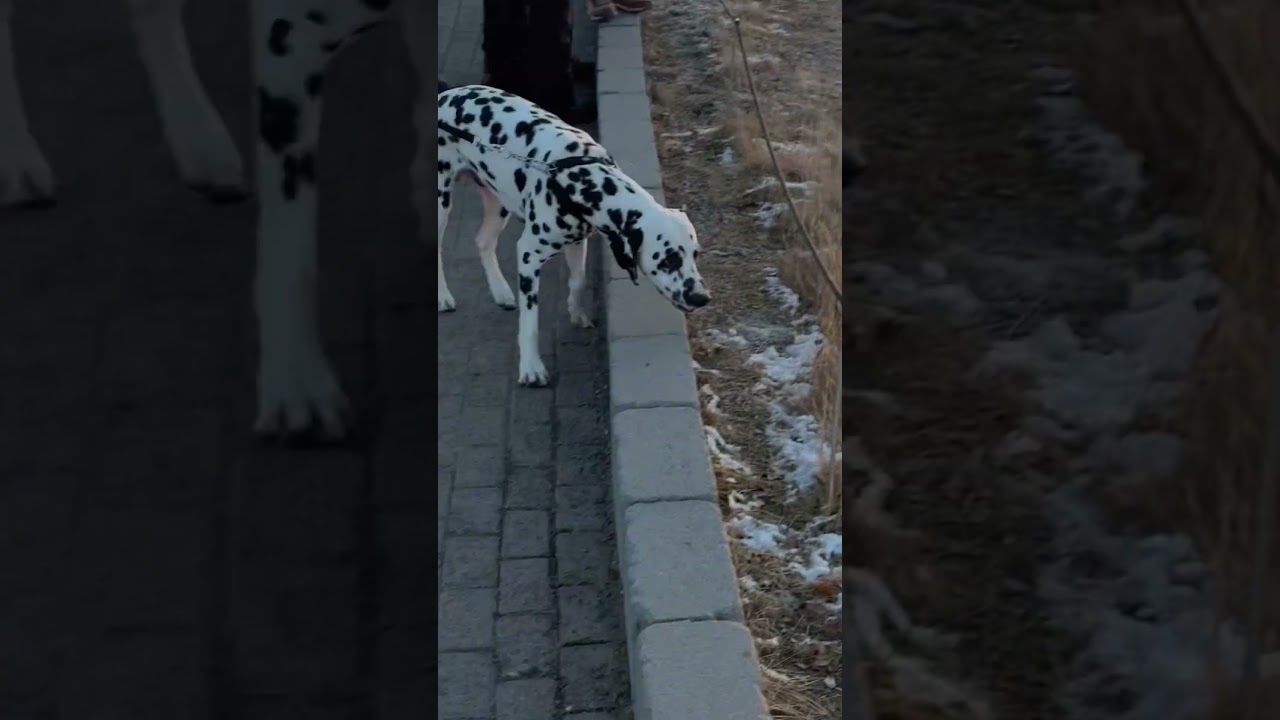 Golden Circle Tour Geysir Geothermal Area Reykjavík Iceland