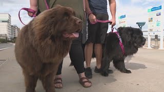 Virginia Beach Oceanfront pet policies in effect