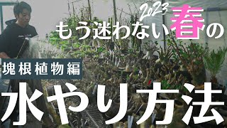 【塊根植物春の枯らさない水やり方法】水やり3年もコレで最速マスター！