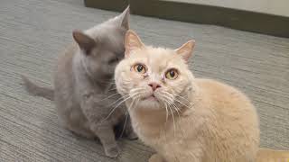 Maybe your day needs a cat licking another cat?