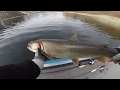 Flaming Gorge Big Lake Trout on Glide Bait  2020