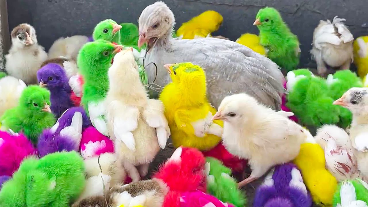 Catch Cute Baby Chicks 🐥🐥, Colorful Chickens, Rainbows Chickens, Cute ...