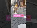 豆柴つくね店長の吉祥寺散歩 #shorts #dog #焼き鳥屋てら