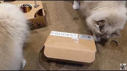Best Automatic Cat Litter Box: The Litter-Robot Connect Product Arrival Video