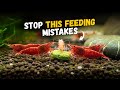 How to feed your shrimp and fish || what mistake you should avoid 