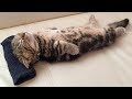 「かわいい猫」 笑わないようにしようとしてください - 最も面白い猫の映画 #142
