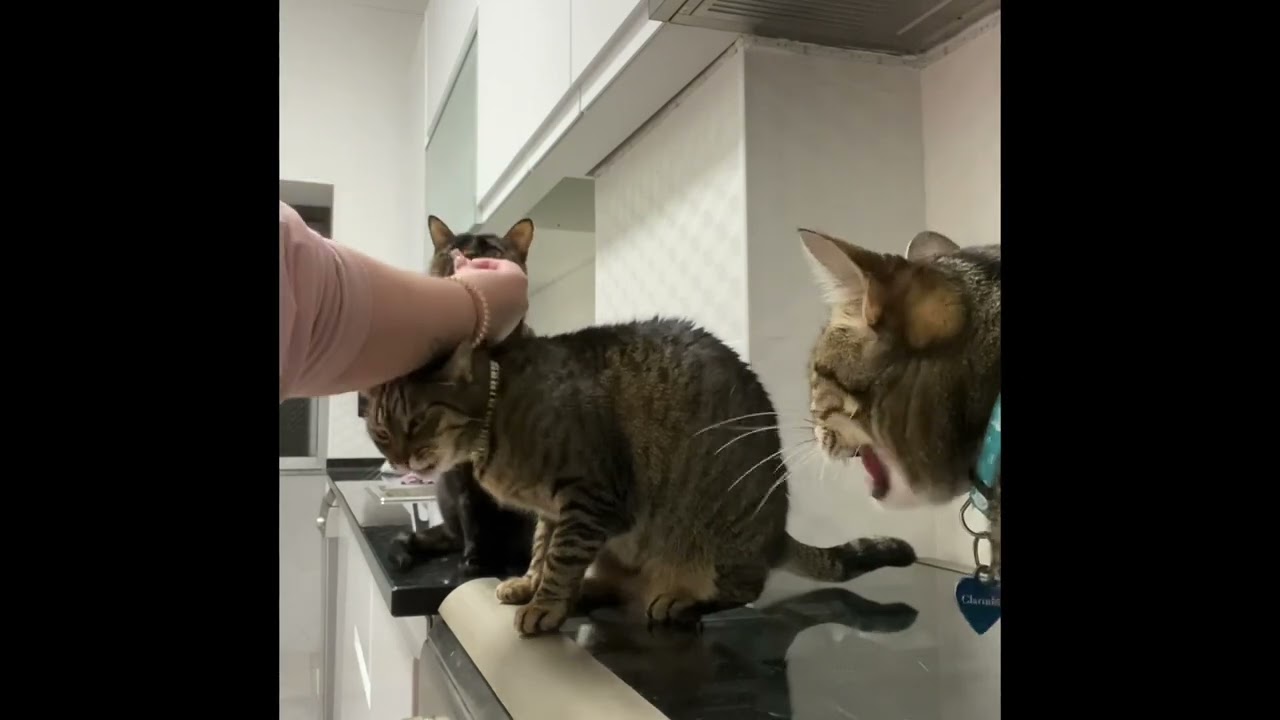 Cat snacks from LIDL, Coshida “sticks”