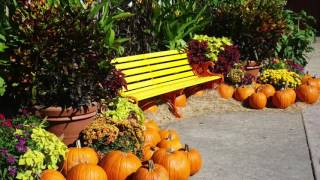 Fall Season: Autumn soft slow music #1 relax calm pumpkins flowers relaxing harvest calming screenshot 4