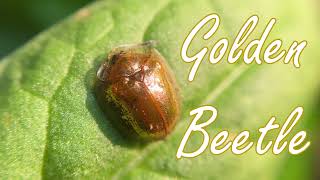 Golden Tortoise Beetle🐞 has Little Golden Slippers
