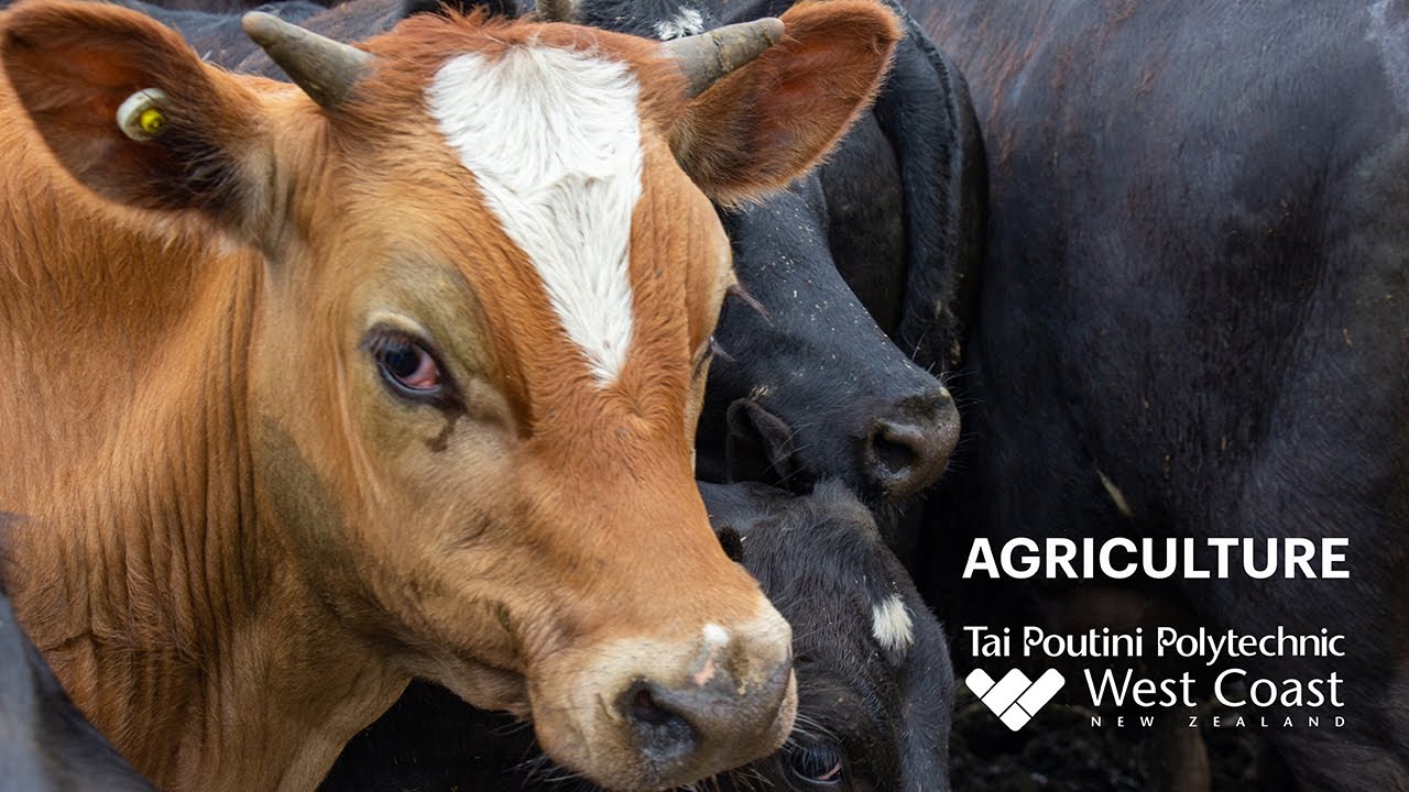 Agriculture (Dairy Farming) (Level 3) » Tai Poutini Polytechnic
