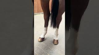 Calcifer de la Hart Z - 360°