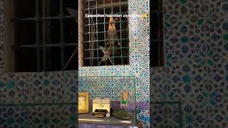 Ştek Şfetbeniöneçıkar