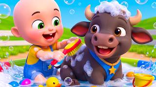 bobo feeds baby buffalo bathing brushing farm animals baby