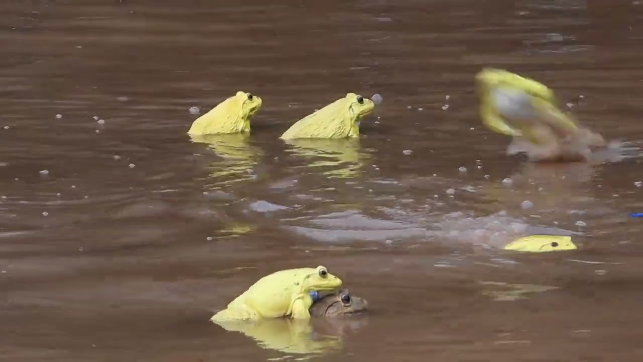 Indian Bullfrogs after the first rains