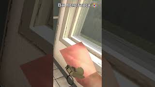 Він помстився 😭 #garrysmod #рекомендації #meme #garrys_mod  #rat #memes #garrysmodmemes