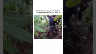 Hidden for 140 Years! Black-naped Pheasant-Pigeon Caught on Camera!" Profile