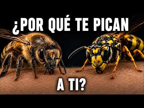 ¿A quién pican más las abejas y las avispas?