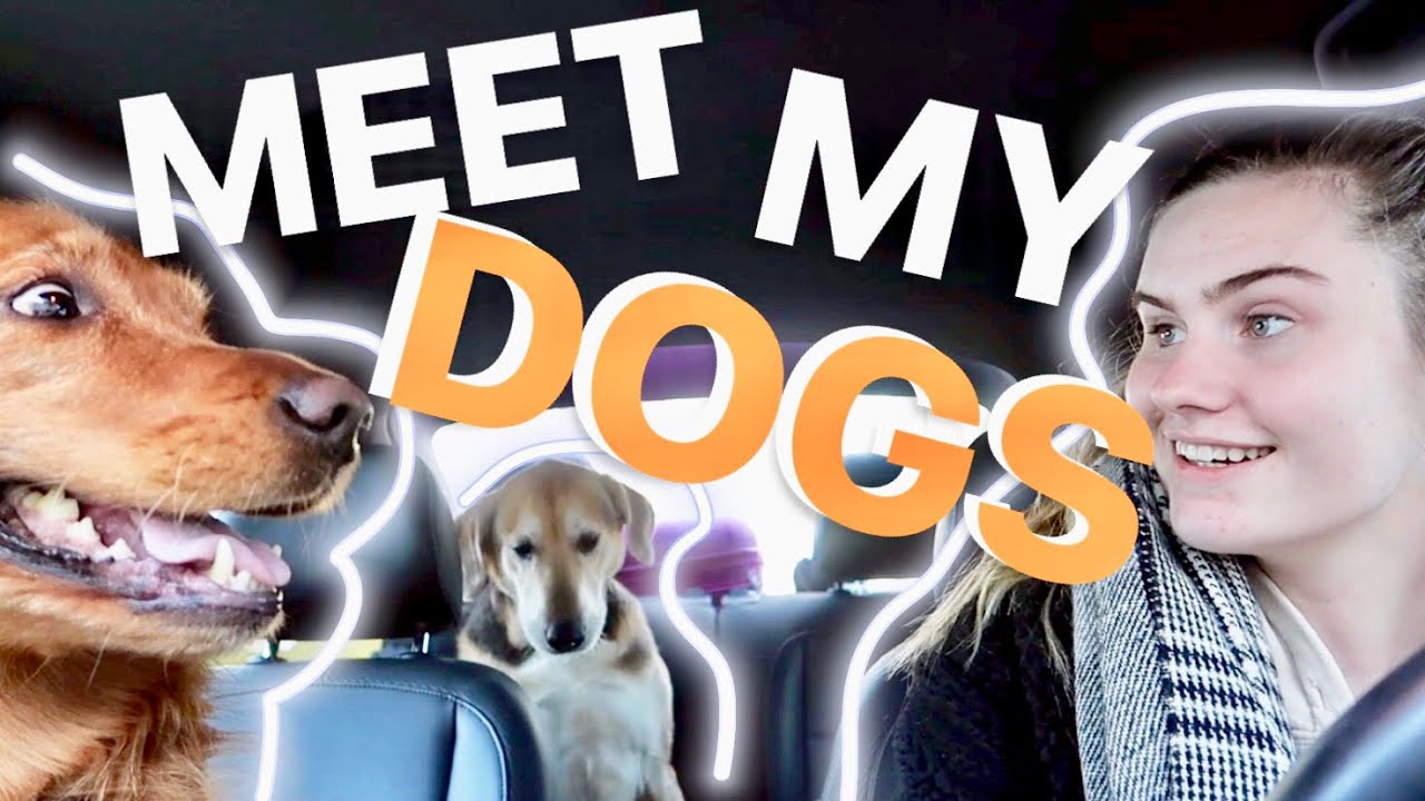 REUNITING WITH MY DOGS AFTER 4 MONTHS among other things || vlog - YouTube
