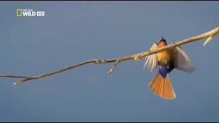 Уникальная дружба хищник птица Символ Нила Бурная жизнь Тропический рай Дикие просторы Сердце Африки