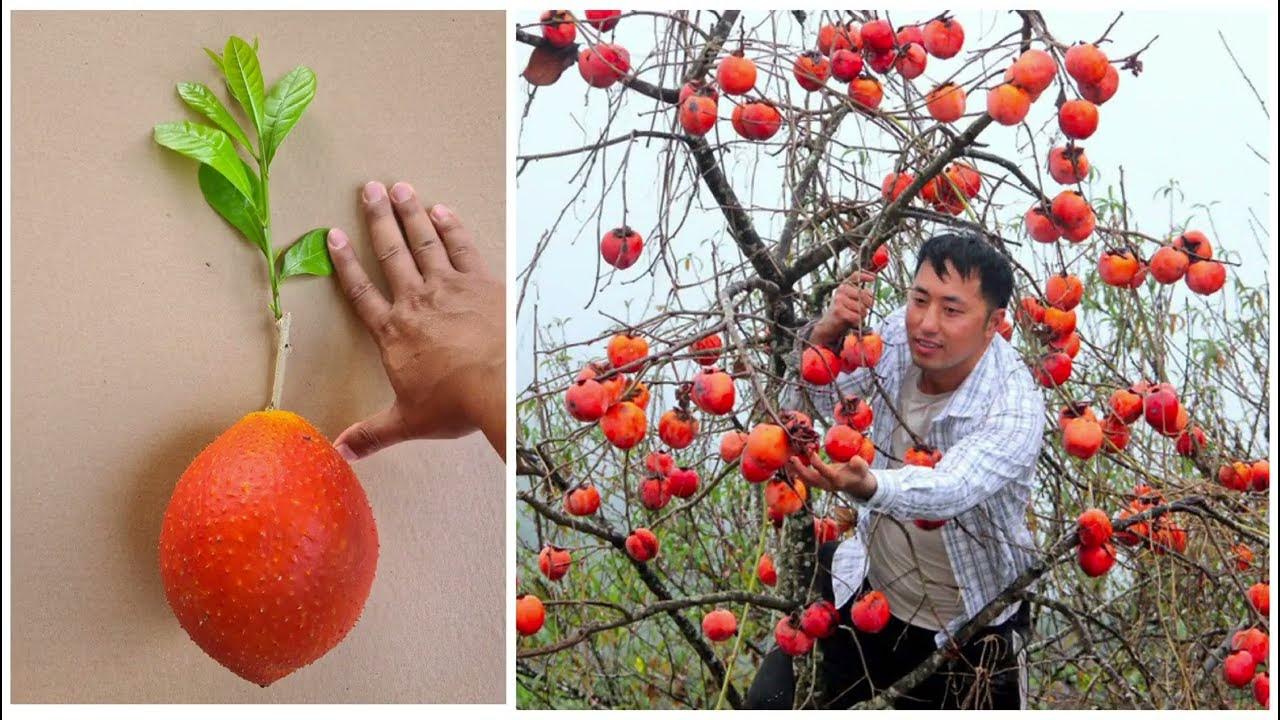 Technique Grafting Persimmons Tree From Cutting And Get Growing Roots
