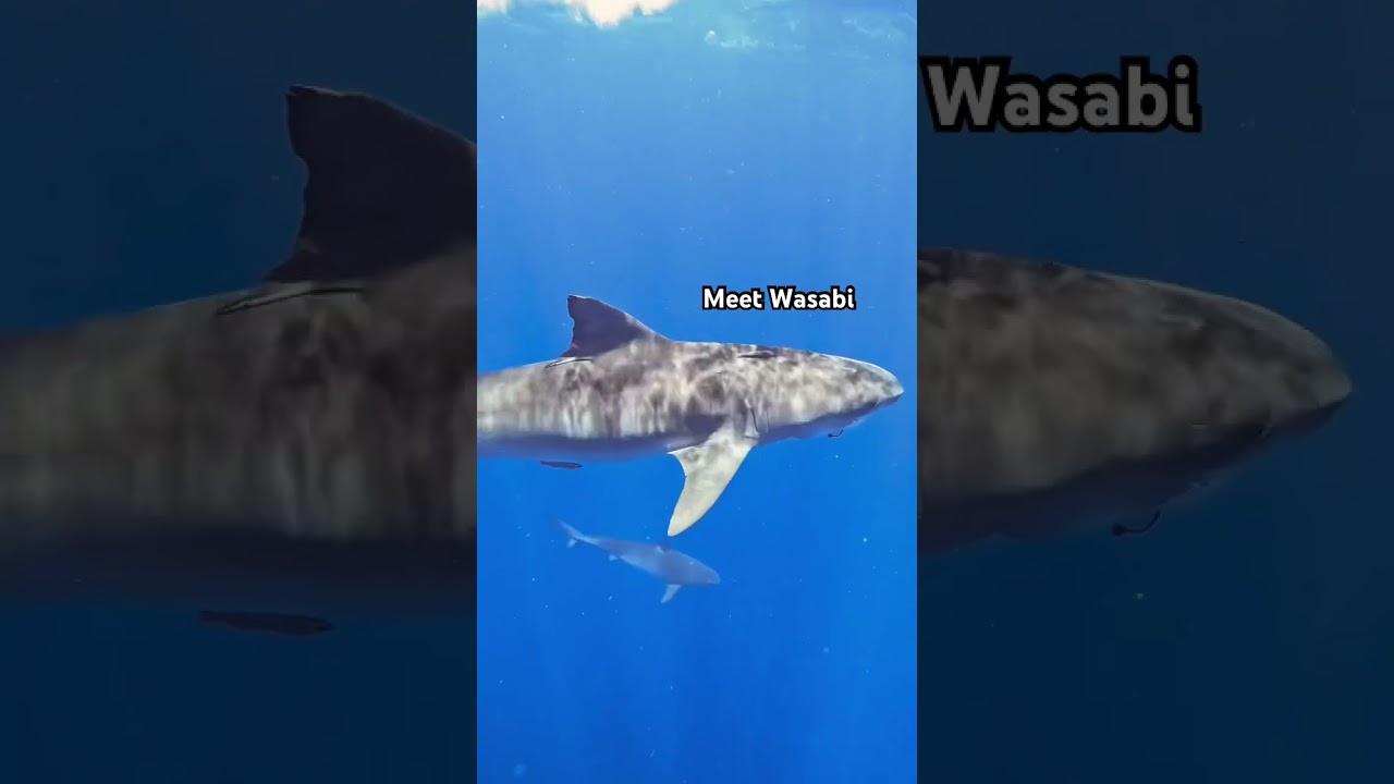 Have you ever seen so many Tiger Sharks⁉️🤩 