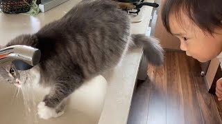 流水を飲みたい猫　ノルウェージャンフォレストキャットA cat who wants to drink running water. Norwegian Forest Cat.