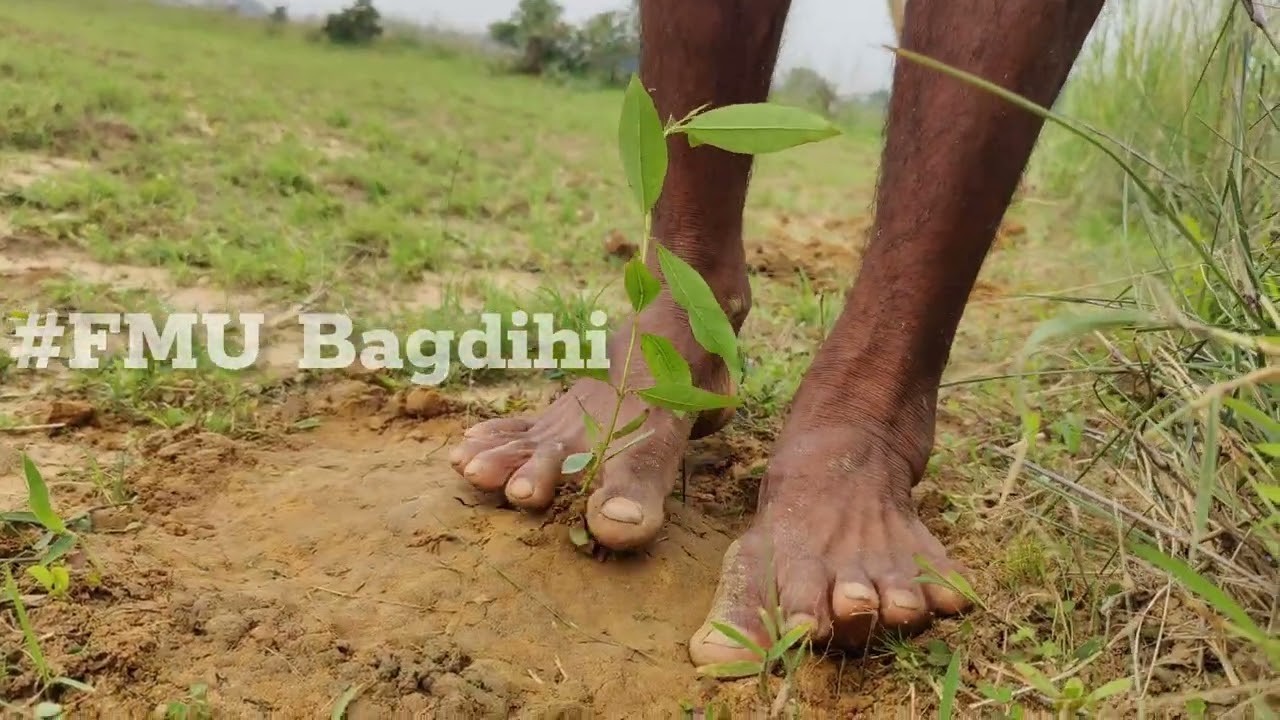 #Farm_Forestry_Plantation