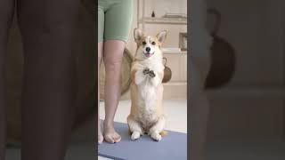 Awww..Dog doing yoga🙈😍🥰#shorts #short  #doglover #viral #youtubeshorts #trending #funny #comedy #dog