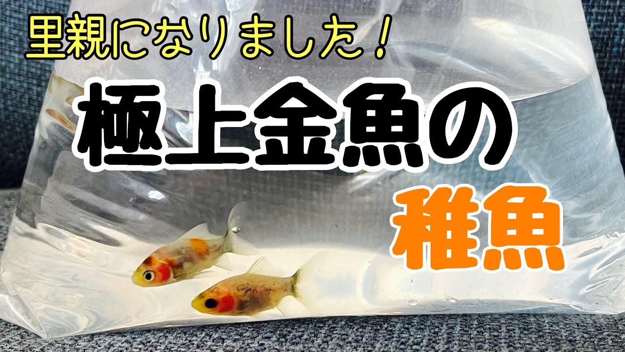 金魚の里親 里親】金魚展示場 極上金魚の稚魚を里子としてお迎えしました！初めて