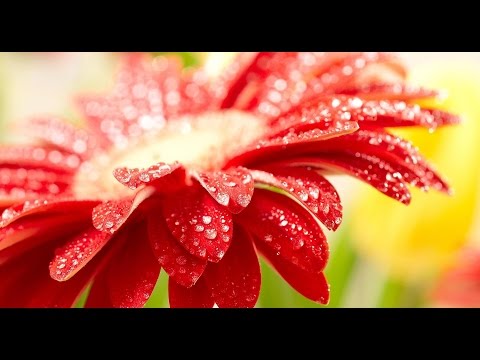 استماع وتحميل سورة البقرة 2 بصوت مشاري بن راشد العفاسي