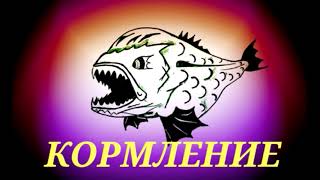 Аквариумные рыбки Астронотус Аквариумные рыбки Астронотус