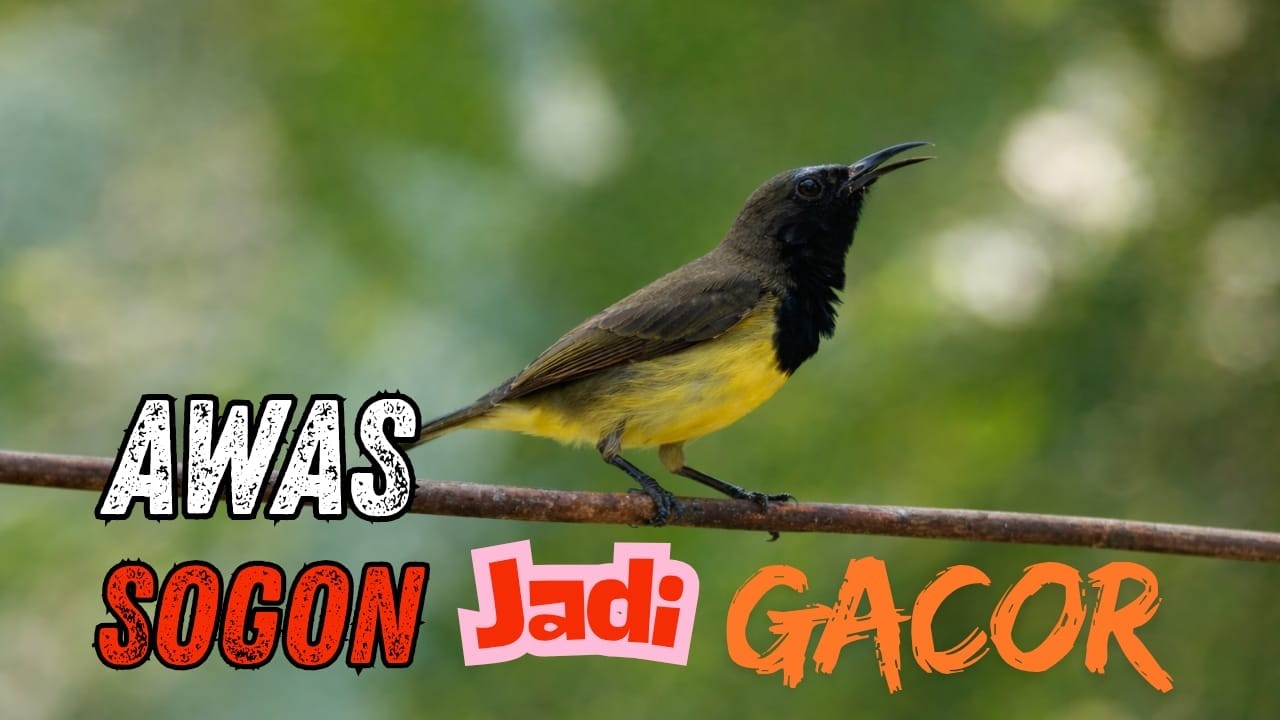 LIVE SOGON BAHAN MUDAH BIRAHI 🔥 Auto Gacor Seharian Tanpa Henti!