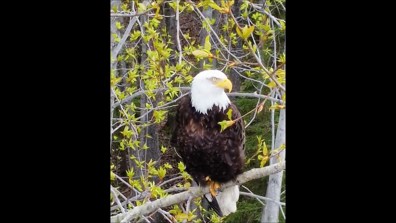 Eagle in Alaska
