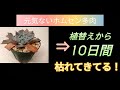 【成長記録】枯れてるの?ネオンブレーカーズ