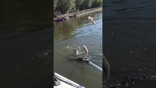 Первый раз такое вижу - жерех с окунями  на одной снасти #shorts #жерех #астрахань