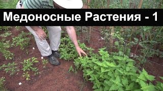 Пасека #14 Лофант - Растения для сбора меда - Часть 1/4 пчеловодство для начинающих Пасека #14 Лофант - Растения для сбора меда - Часть 1/4 пчеловодство для начинающих