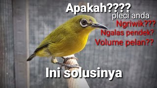 cara mengatasi burung pleci susah ngalas, dan kurang ngotot bunyinya