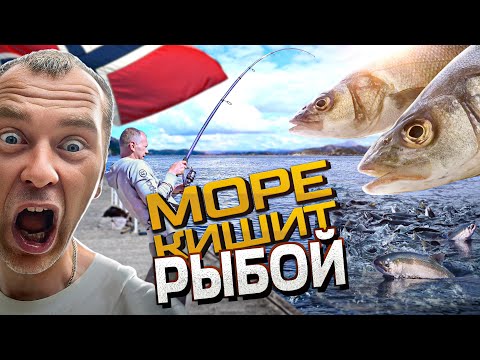СТАДО СКУМБРИИ под ногами! ВОДА БУРЛИТ! Рыбалка в Норвегии с берега.
