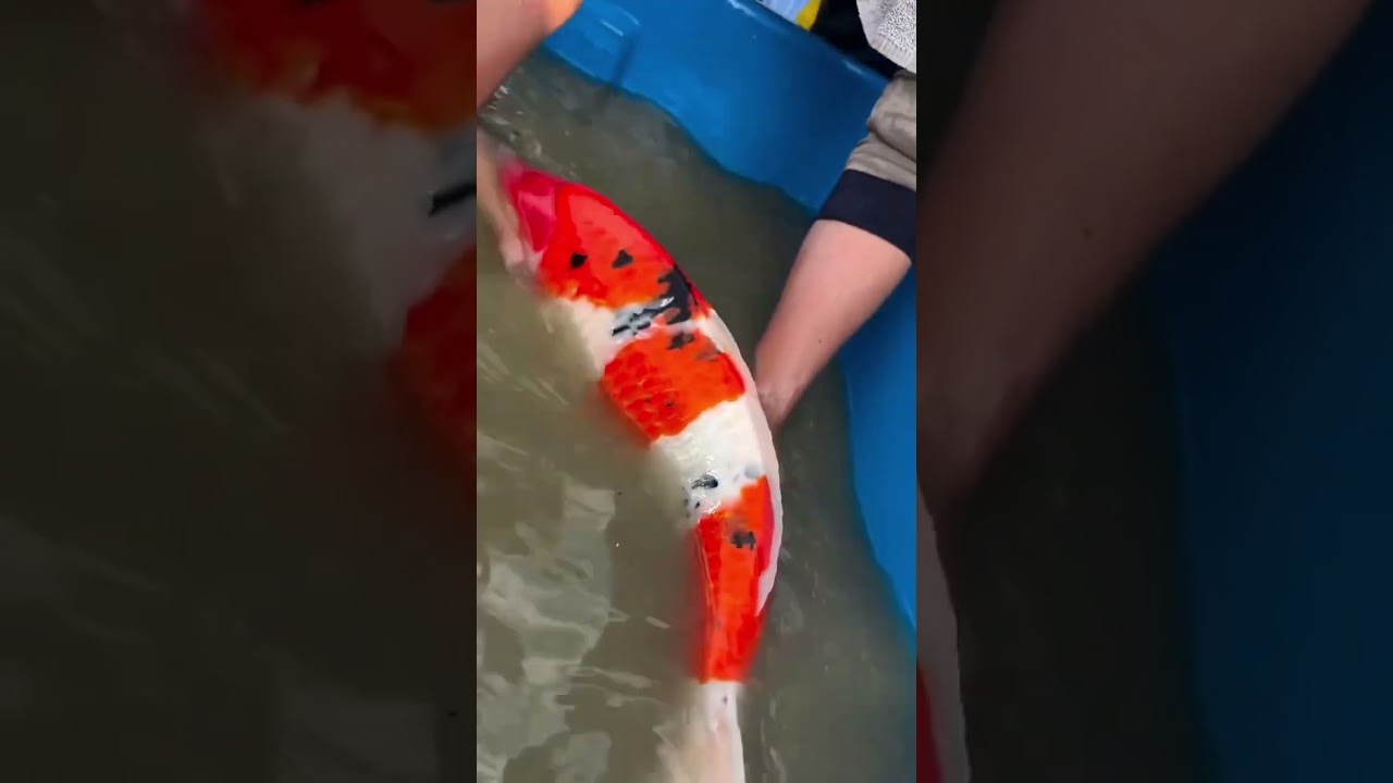 Monster Sanke: A True Giant