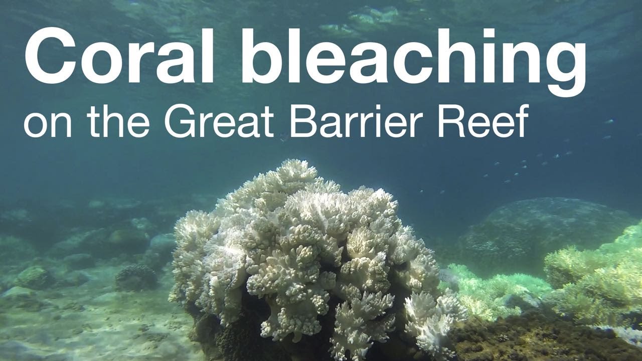 policy genius Coral bleaching on the Great Barrier Reef
