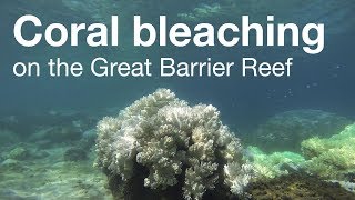 Coral bleaching on the Great Barrier Reef