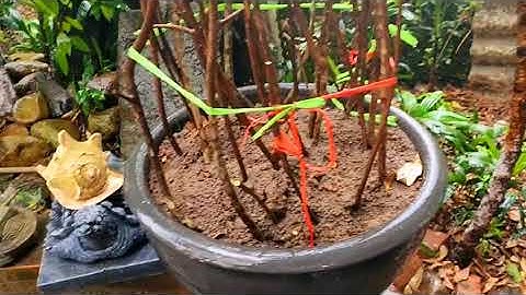 Kỹ thuật trồng cây Sim rừng đơn giản hiệu quả #tamdaonui